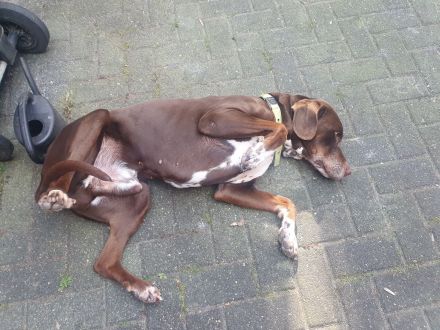 Mischlingshund Dalmatiner Brake 10 Jahre alt