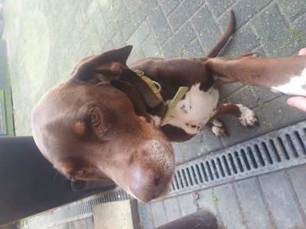 Mischlingshund Dalmatiner Brake 10 Jahre alt