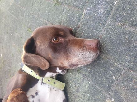 Mischlingshund Dalmatiner Brake 10 Jahre alt