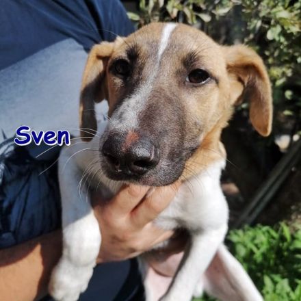 SVEN ❤️