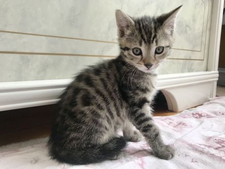 BKH Britisch Kurzhaar Kitten Kätzchen Katze getigert gestreift grau schwarz