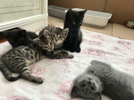 BKH Britisch Kurzhaar Kitten Kätzchen Katze getigert gestreift grau schwarz