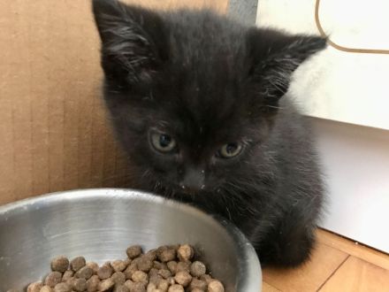BKH Britisch Kurzhaar Kitten Kätzchen Katze getigert gestreift grau schwarz