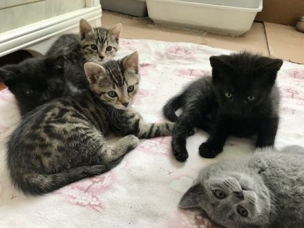 BKH Britisch Kurzhaar Kitten Kätzchen Katze getigert gestreift grau schwarz