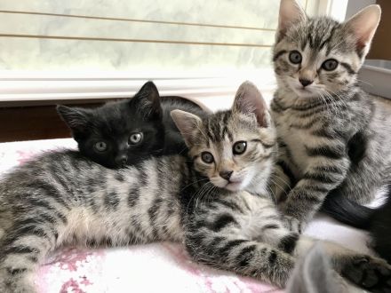BKH Britisch Kurzhaar Kitten Kätzchen Katze getigert gestreift grau schwarz