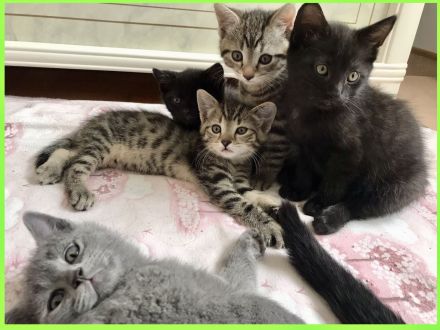 BKH Britisch Kurzhaar Kitten Kätzchen Katze getigert gestreift grau schwarz