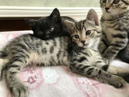 BKH Britisch Kurzhaar Kitten Kätzchen Katze getigert gestreift grau schwarz