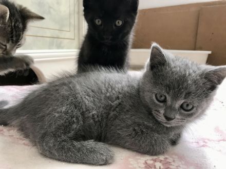 BKH Britisch Kurzhaar Kitten Kätzchen Katze getigert gestreift grau schwarz