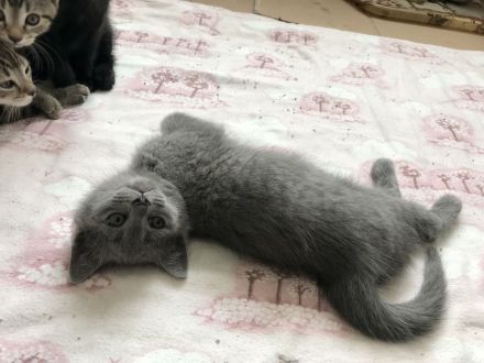 BKH Britisch Kurzhaar Kitten Kätzchen Katze getigert gestreift grau schwarz