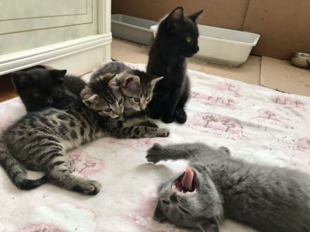 BKH Britisch Kurzhaar Kitten Kätzchen Katze getigert gestreift grau schwarz