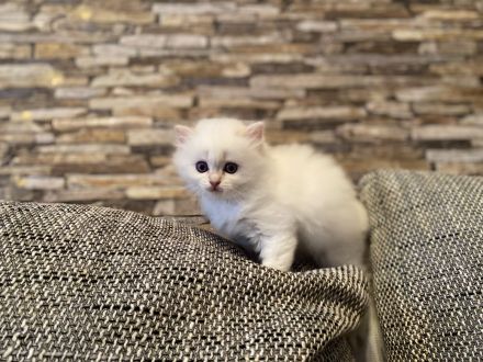 BLH/ Heilige Birma Mix