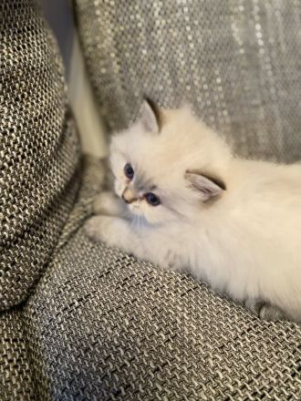 BLH/ Heilige Birma Mix