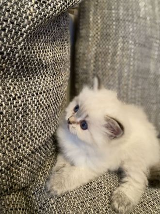 BLH/ Heilige Birma Mix