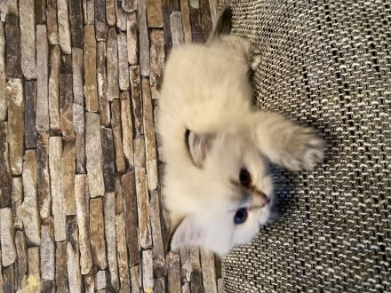 BLH/ Heilige Birma Mix