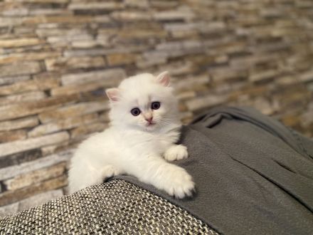 BLH/ Heilige Birma Mix