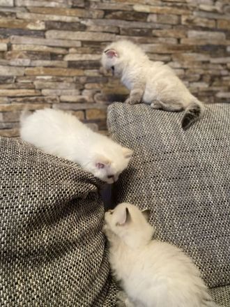 BLH/ Heilige Birma Mix