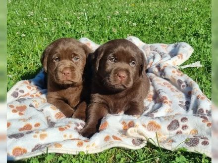 Wunderschöne Labradorwelpen in chocolate mit Papieren