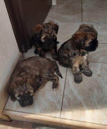 Tibet Terrier Welpen