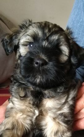 Tibet Terrier Welpen