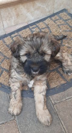 Tibet Terrier Welpen