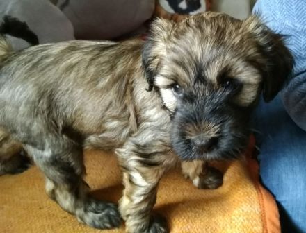 Tibet Terrier Welpen