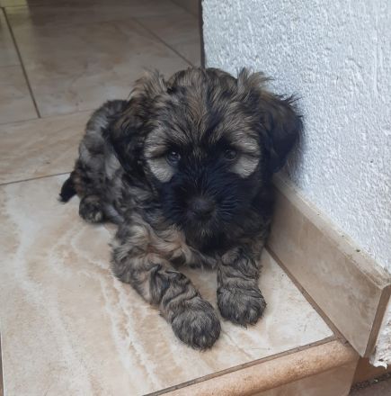 Tibet Terrier Welpen