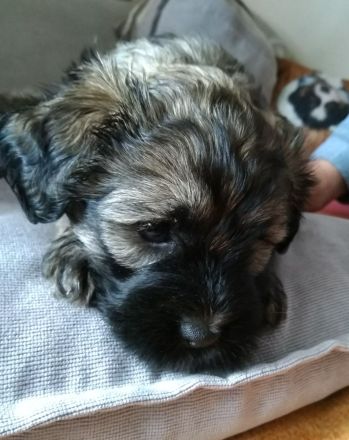 Tibet Terrier Welpen