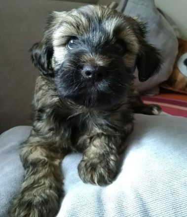 Tibet Terrier Welpen