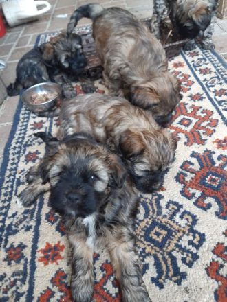 Tibet Terrier Welpen