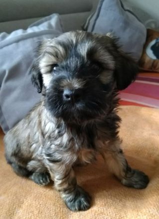 Tibet Terrier Welpen