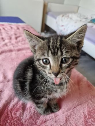 2 Ragdoll-Mix Katerchen suchen ein liebevolles neues Königreich