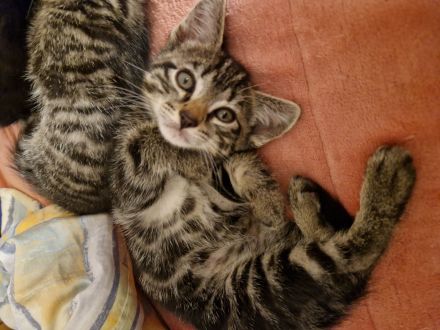 2 Ragdoll-Mix Katerchen suchen ein liebevolles neues Königreich