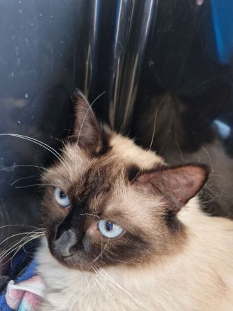 2 Ragdoll-Mix Katerchen suchen ein liebevolles neues Königreich