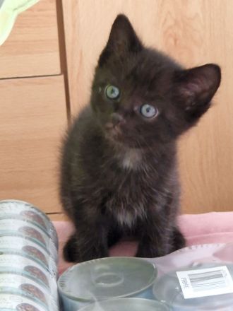 2 Ragdoll-Mix Katerchen suchen ein liebevolles neues Königreich