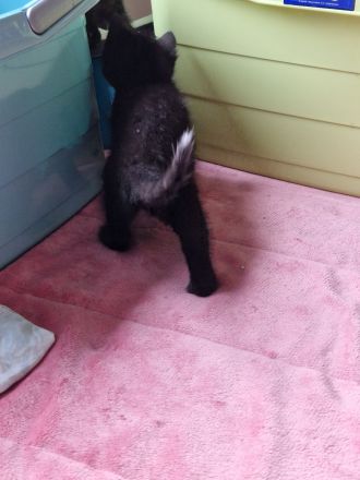 2 Ragdoll-Mix Katerchen suchen ein liebevolles neues Königreich