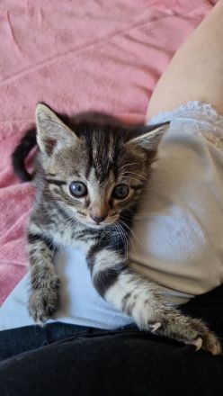 2 Ragdoll-Mix Katerchen suchen ein liebevolles neues Königreich