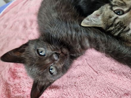 2 Ragdoll-Mix Katerchen suchen ein liebevolles neues Königreich