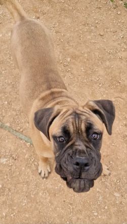 Cane Corso Weibchen