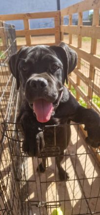 Cane Corso Weibchen