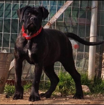 Cane Corso Weibchen