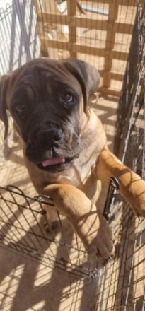 Cane Corso Weibchen