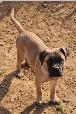 Cane Corso Weibchen