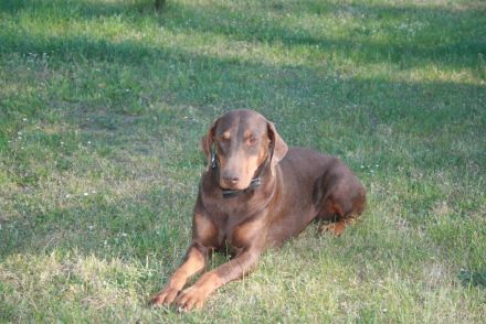 Dobermann Welpen