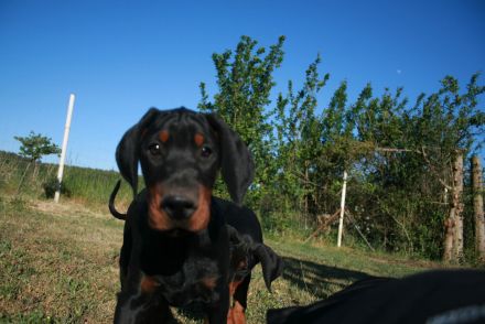 Dobermann Welpen