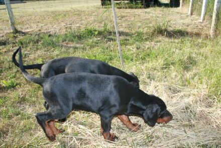Dobermann Welpen