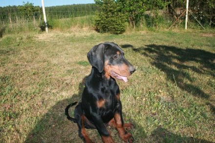 Dobermann Welpen