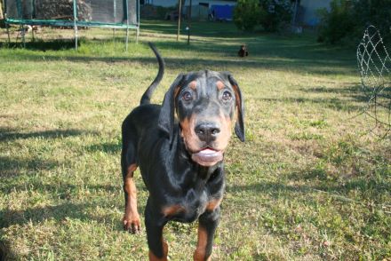 Dobermann Welpen
