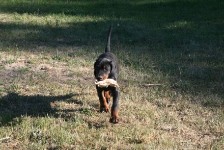 Dobermann Welpen