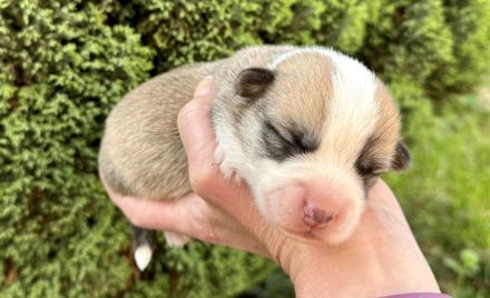 Welsh Corgi Pembroke FCI