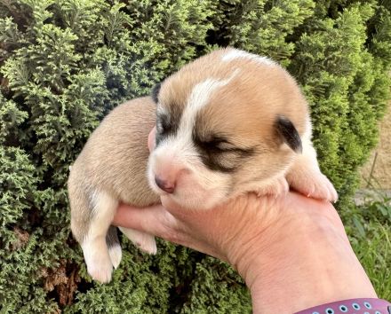 Welsh Corgi Pembroke FCI